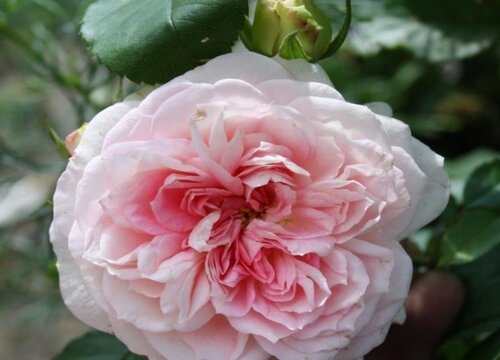 草木灰青草如何来养月季 草木灰青草如何来养月季