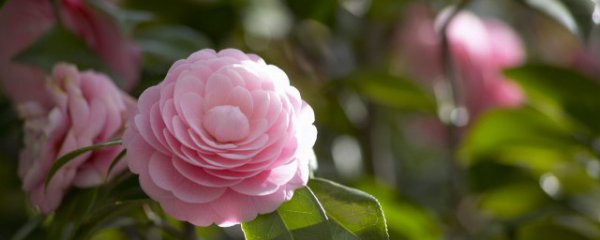 月季小苗移栽后如何快速生根 月季小苗移栽后如何快速生根