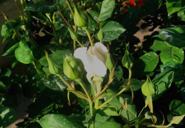 月季花苞一直打不开是什么原因 月季花苞一直打不开是什么原因