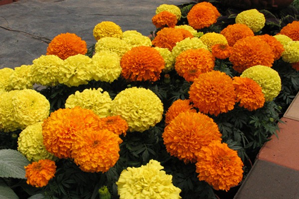 万寿菊什么时候开花 万寿菊什么时候开花(万寿菊花期)