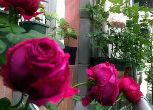 月季花盆里长虫子怎么办? 月季花盆里长虫子怎么办?