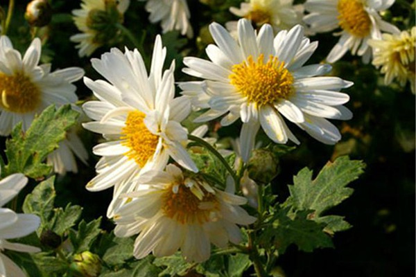 1551974999989087.jpg 除虫菊对人体有害吗?