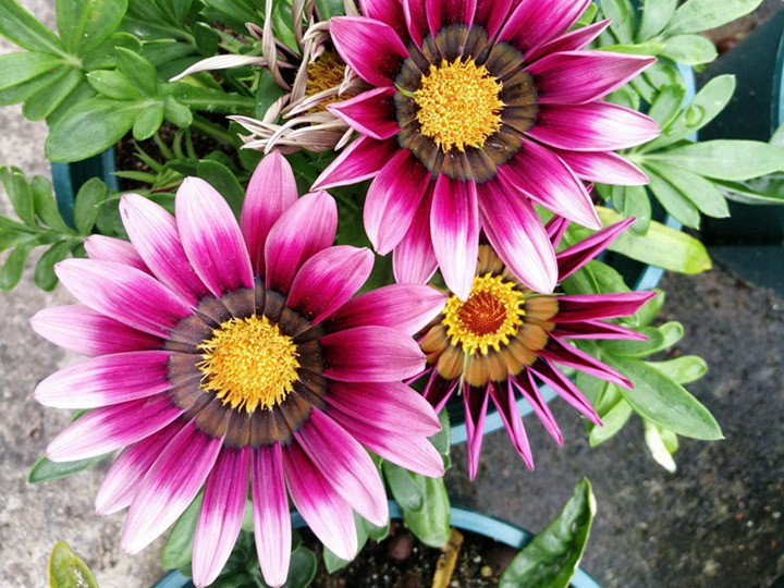 1631695755713997.jpg 勋章菊的花语和象征寓意