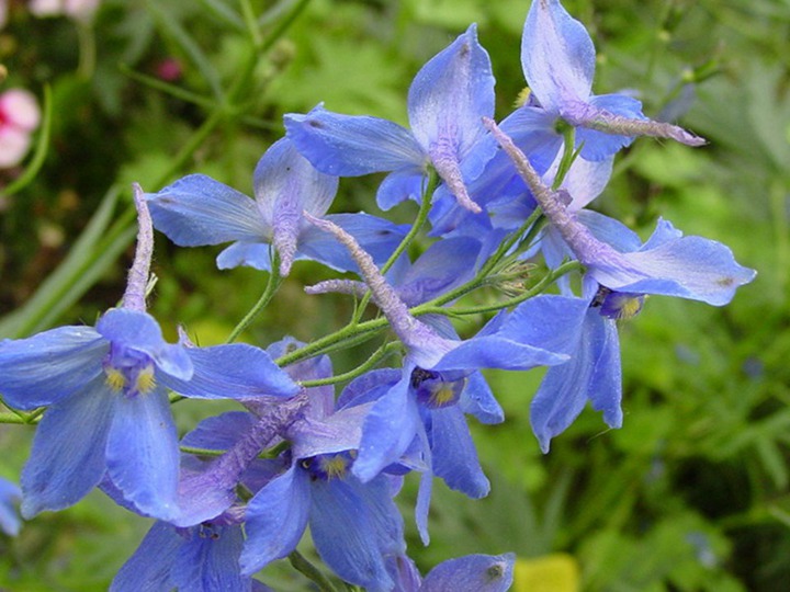 飞燕草的花期以及花语、寓意 飞燕草的花期、花语和象征寓意