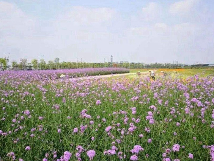 柳叶马鞭草什么时候播种 柳叶马鞭草什么时候播种