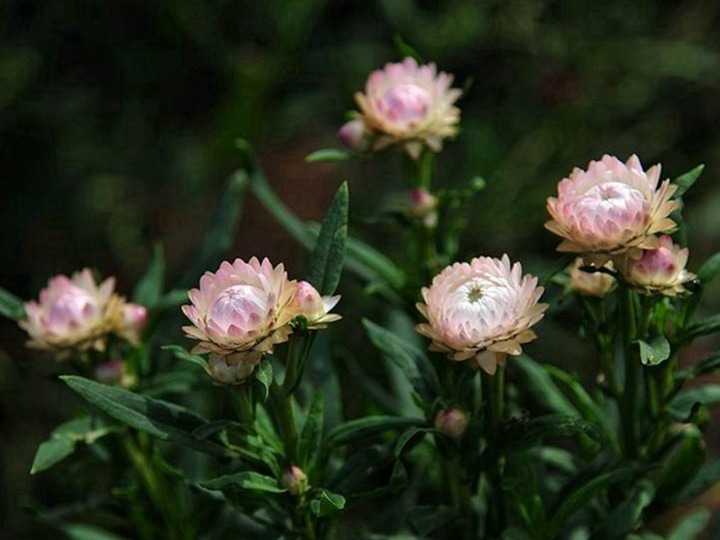 麦杆菊种子的种植方法,是一年生还是多年生 麦杆菊种子的种植方法,是一年生还是多年生
