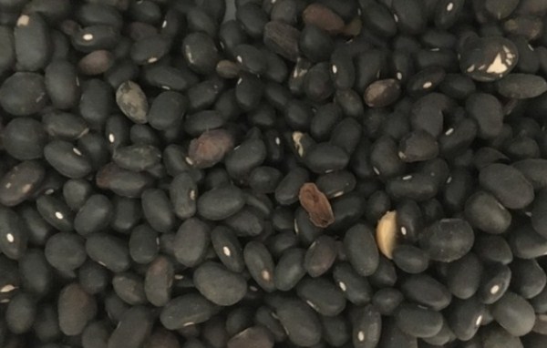 1576976190631802.jpg 黑豆几月份播种比较好(附种植技巧)