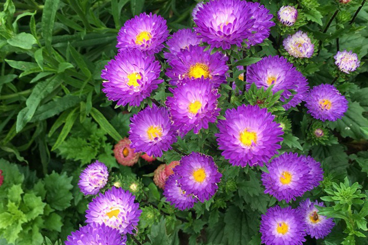 1635920334134633.jpg 适合七月播种的花有哪些