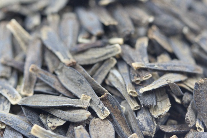 大丽花种子几月播种最好,怎么播种 大丽花种子几月播种最好