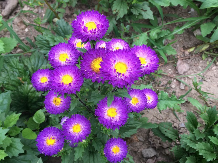 翠菊几月份播种最好,翠菊最佳种植时间 翠菊几月份播种最好