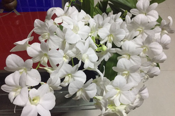 石斛属 兰花的八个品种有哪些(多图详解)