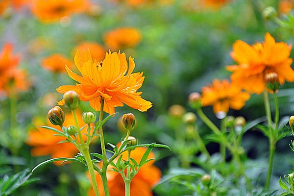 硫华菊什么时候开花,持续多久 硫华菊什么时候开花,硫华菊花期有多长