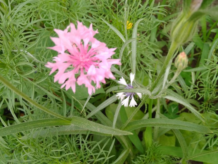 矢车菊什么时候播种,从播种到开花要多久 矢车菊什么时候播种,从播种到开花要多久