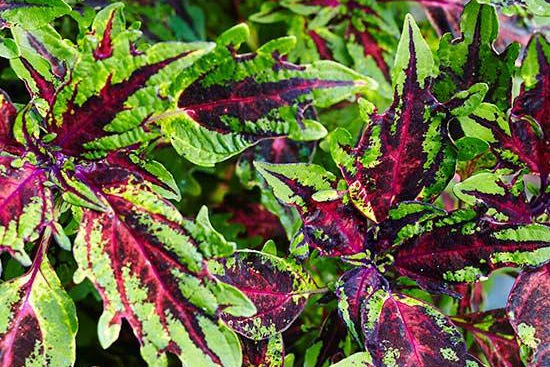 五种养不死的盆栽植物推荐 五种养不死的盆栽植物推荐