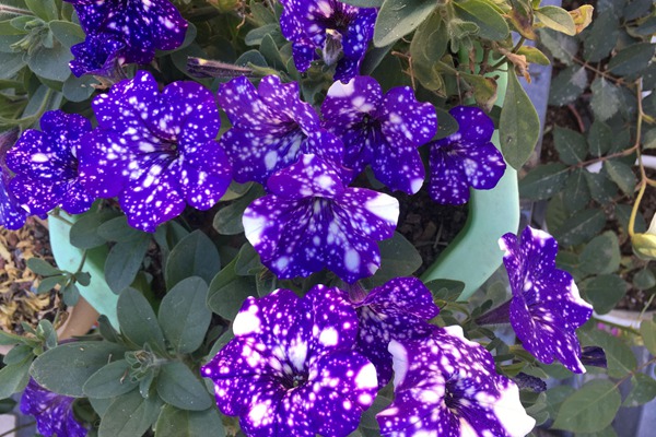 1551672070203162.jpg 矮牵牛花期是什么时候