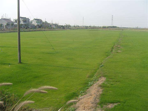 狗牙根草坪 杂交狗牙根和普通狗牙根的区别