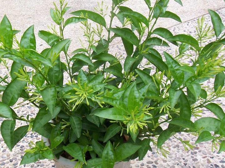 夜来香的花语和寓意 夜来香的花语和象征寓意