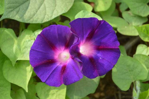 1548131142502529.jpg 牵牛花的常见品种有哪些?