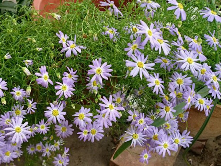 1631691068493064.jpg 五色菊的花语和象征寓意