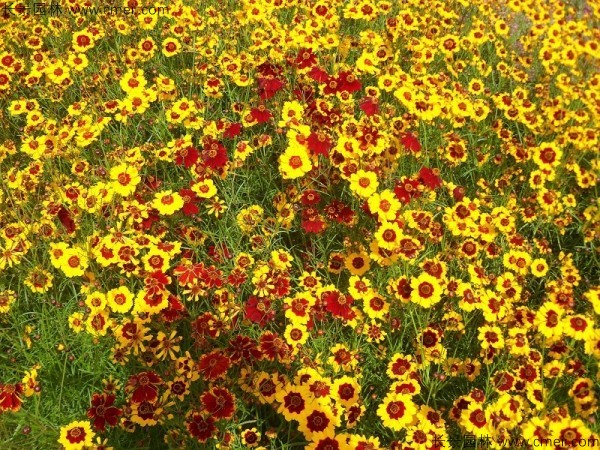 金鸡菊种子发芽出苗开花图片 金鸡菊种子发芽出苗开花图片