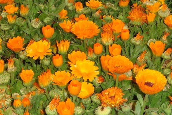 1536225991223469.jpg 金盏菊和菊花的区别(如何区分)