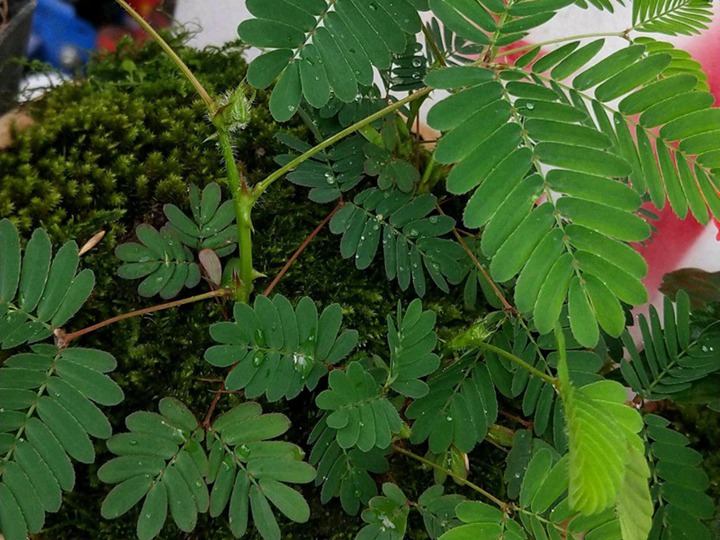 含羞草的花语和寓意 含羞草的花语和象征寓意