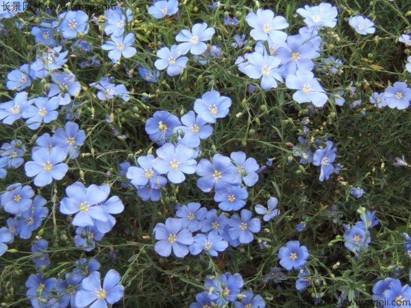 蓝花亚麻种子发芽出苗图片 蓝花亚麻种子发芽出苗图片