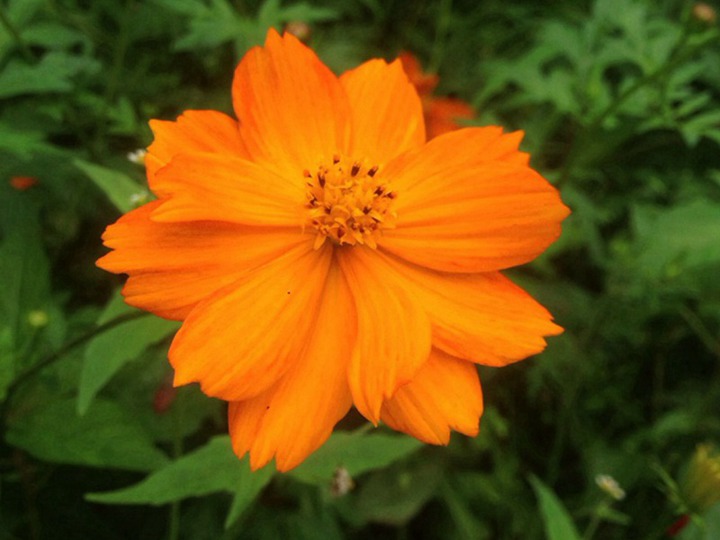 硫华菊的花语和寓意 硫华菊花语和代表的意义