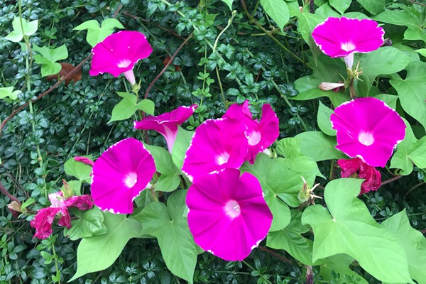 牵牛花和喇叭花一样吗 牵牛花和喇叭花一样吗(有什么区别)