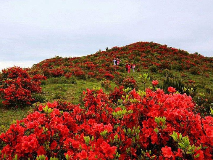 杜鹃花的花语和寓意 杜鹃花的花语和象征寓意