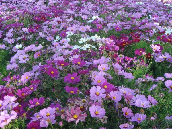 波斯菊 波斯菊