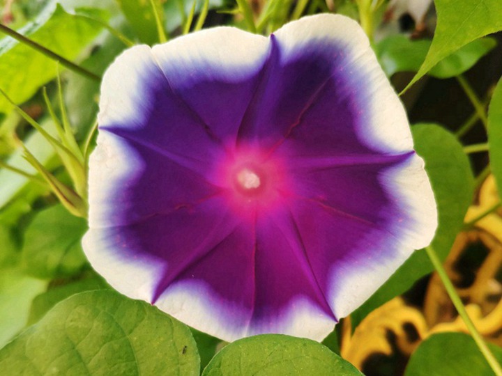 牵牛花 牵牛花
