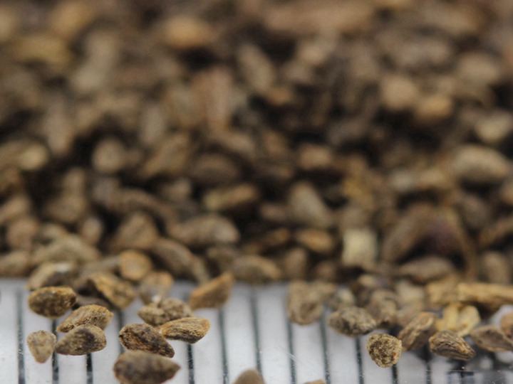 古代稀的花语和寓意 古代稀的花语和象征寓意