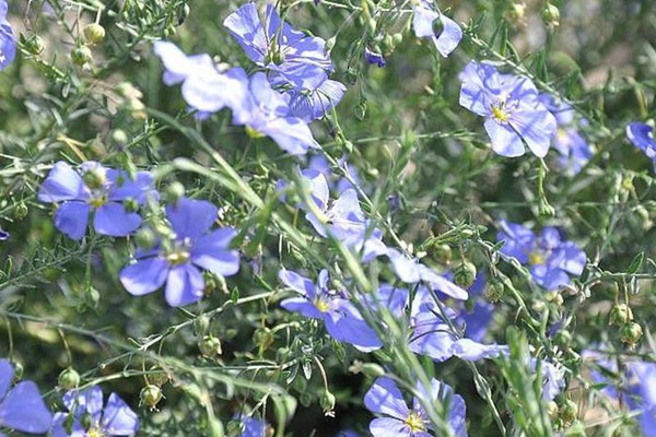 蓝花亚麻 蓝花亚麻