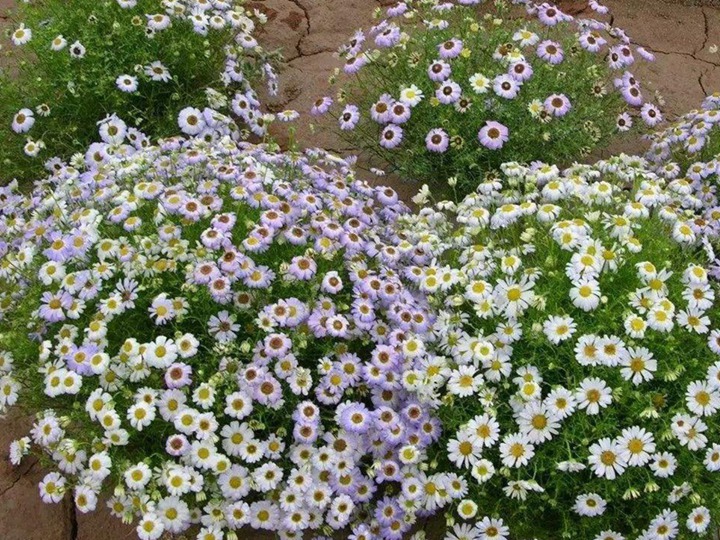 1631691104145479.jpg 五色菊的花语和象征寓意
