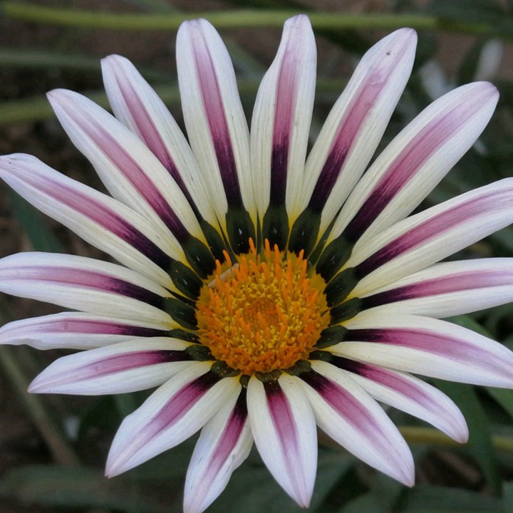 1631695574420568.jpg 勋章菊的花语和象征寓意