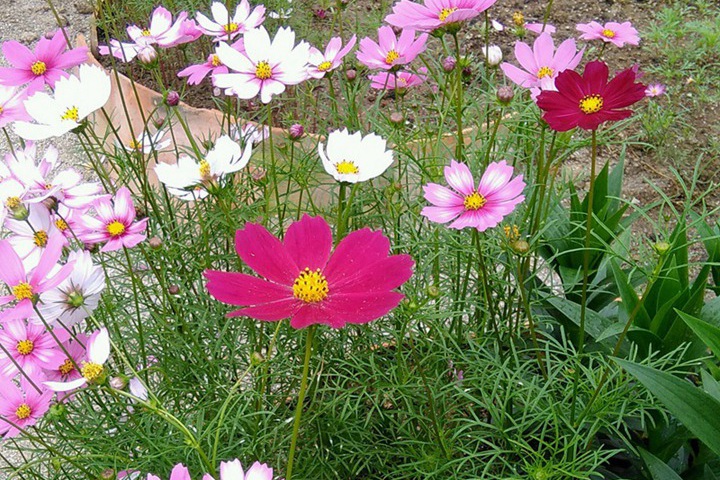 格桑花10月可以播种吗 格桑花10月可以播种吗