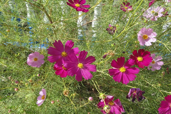 1550068011210558.jpg 扫帚梅与格桑花的区别