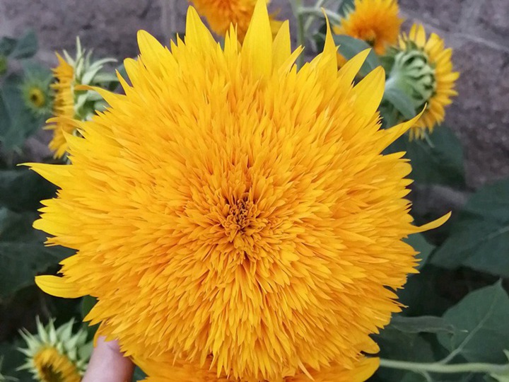 向日葵的花语和寓意是什么 向日葵的花语和寓意是什么