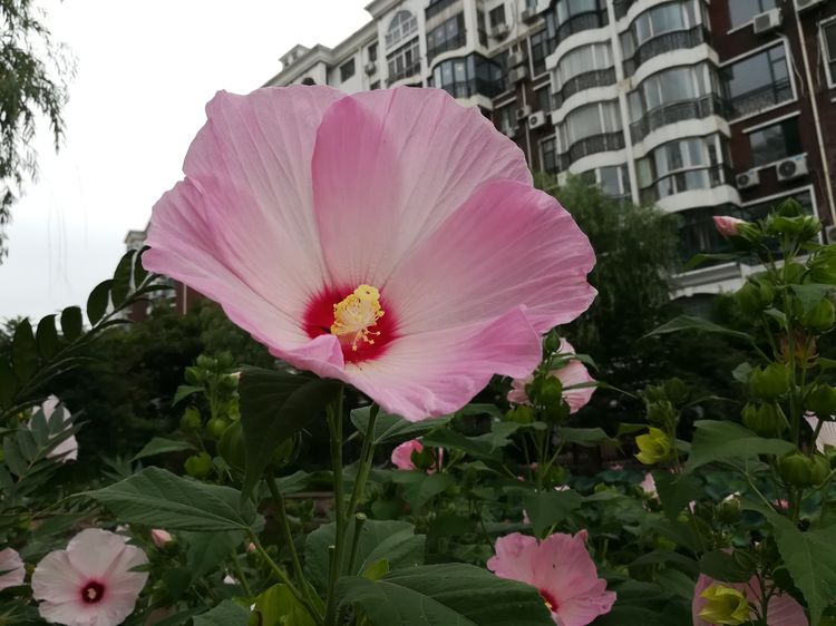 大花秋葵 大花秋葵种子怎么播种,什么时候播种