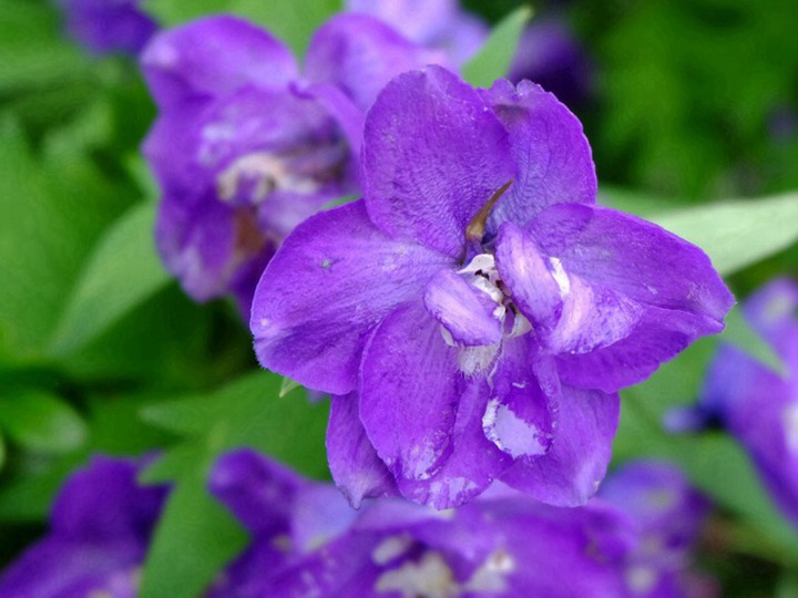 飞燕草的花期以及花语、寓意 飞燕草的花期、花语和象征寓意