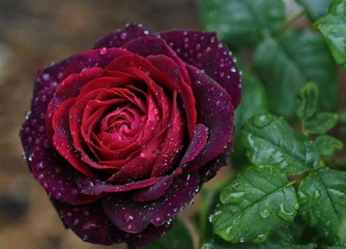 月季花叶子发黄的原因有哪些? 月季花叶子发黄的原因有哪些?