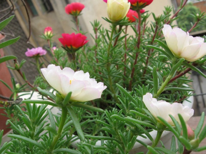 松叶牡丹的花语和寓意 松叶牡丹的花语和寓意