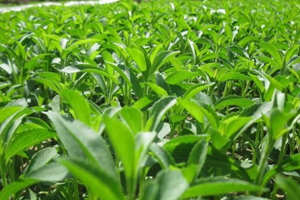 1552139391591697.jpg 甜叶菊可以天天泡茶喝吗