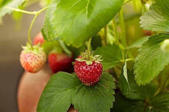 非常全面的草莓种植方法介绍 非常全面的草莓种植方法介绍