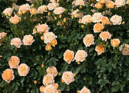 月季一年四季都开花吗 月季一年四季都开花吗