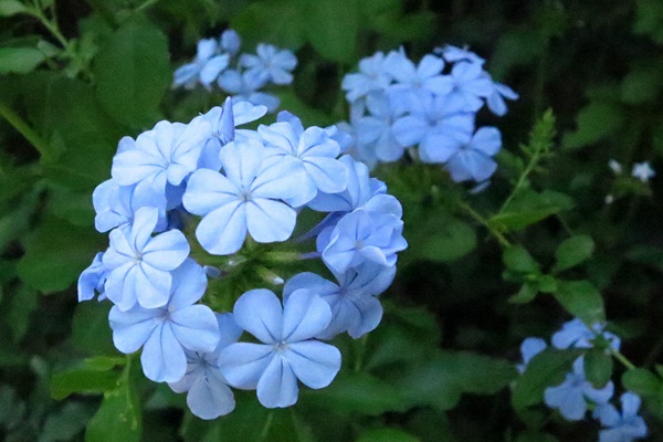 1541397296667045.jpg 五种蓝色系的观赏花卉推荐