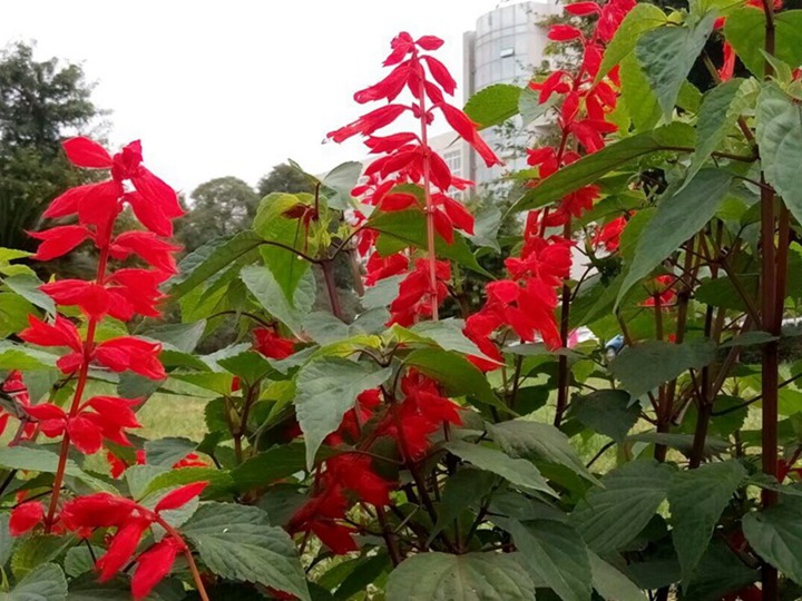 1631611924474459.jpg 一串红什么季节开花(一串红的花期)