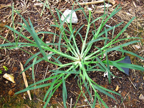 牛筋草 牛筋草