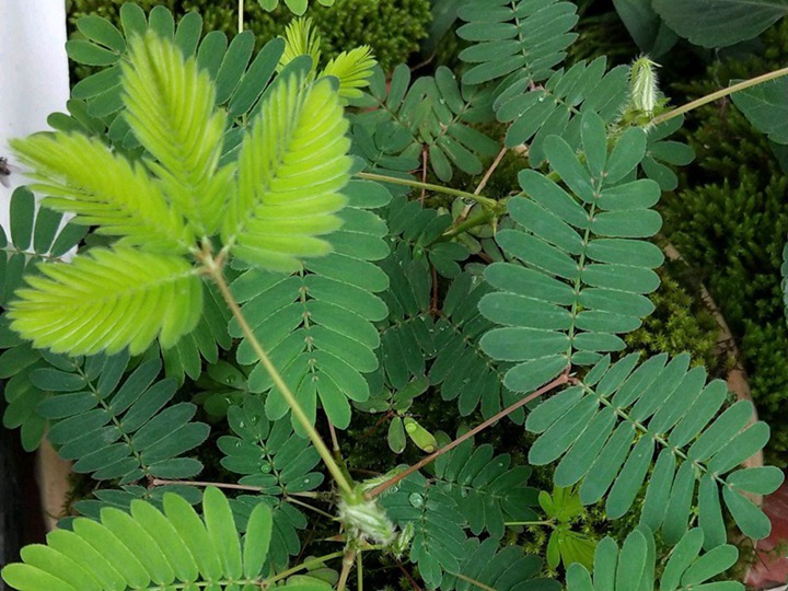 含羞草的花语和寓意 含羞草的六种花语